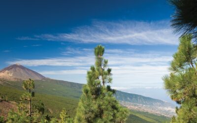 International Pairs World Final to be held in Tenerife from 30 September to 4 October 2024